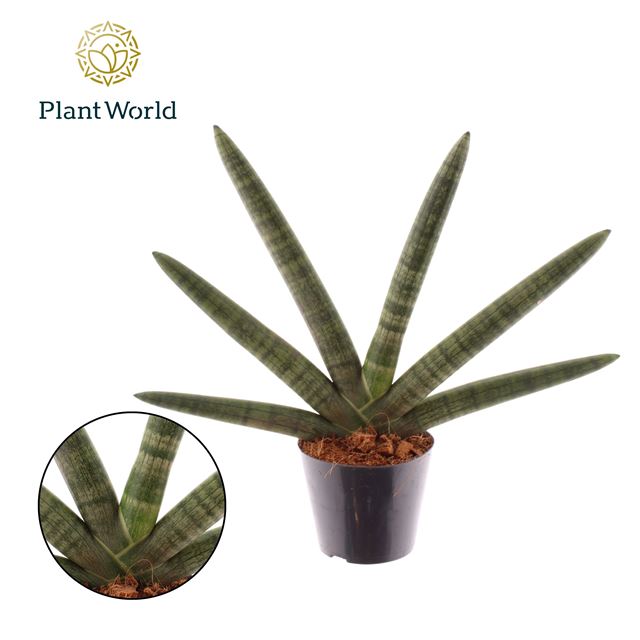 Picture of Sansevieria cylindrica skyline