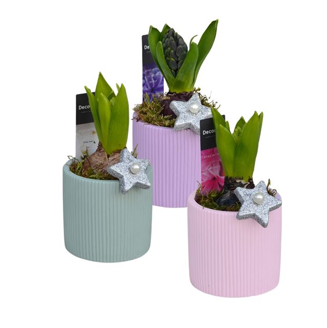 Picture of HYACINTHUS 01BULB CERAMIC