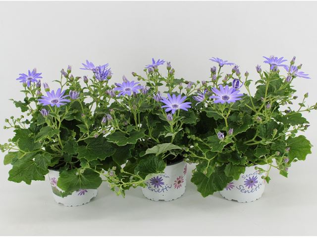 Picture of Senecio senetti lavender