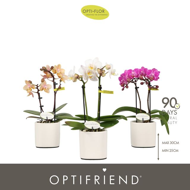Picture of Phalaenopsis 02-stem mini mix in ceramic