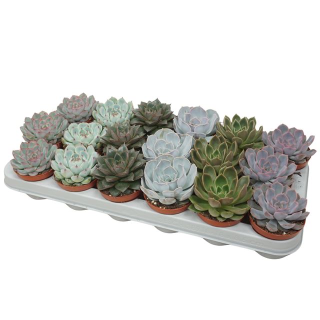 Picture of Echeveria mix