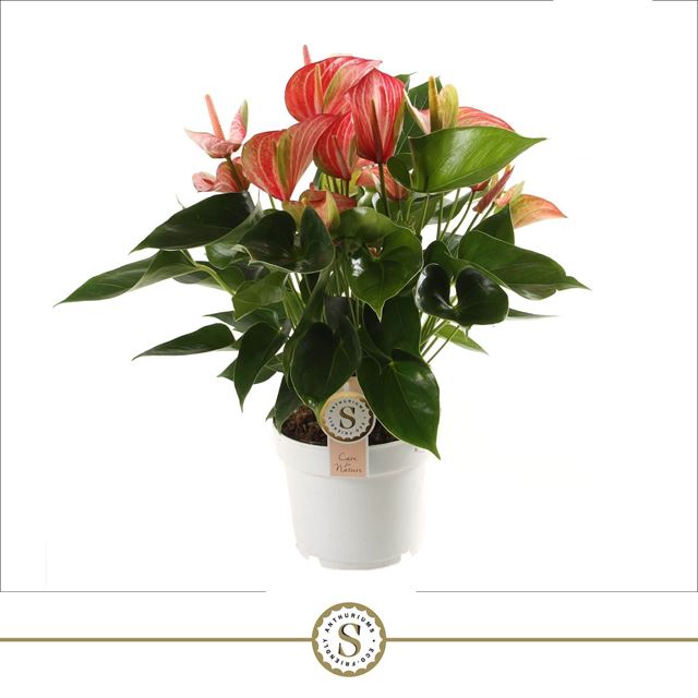Picture of Anthurium andraeanum livium red