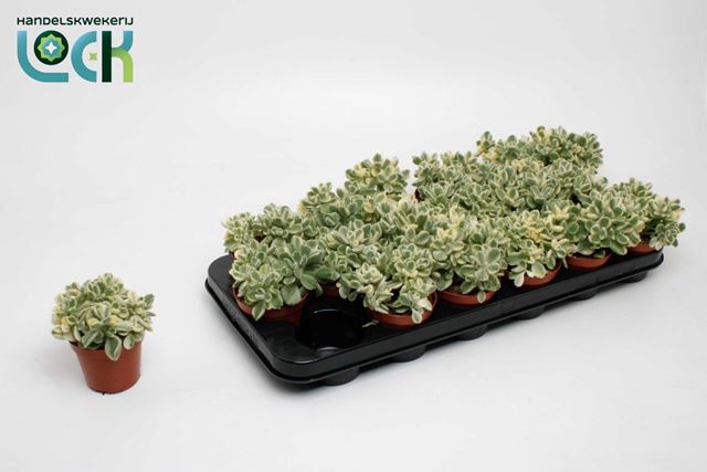 Picture of COTYLEDON LADISMITHIENSIS VARIGATA