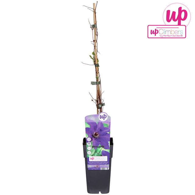 Picture of Clematis the president