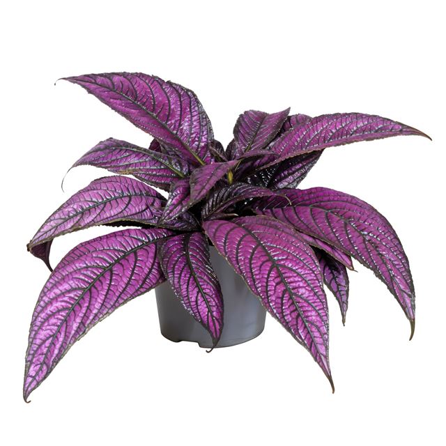 Picture of STROBILANTHES DYERIANA