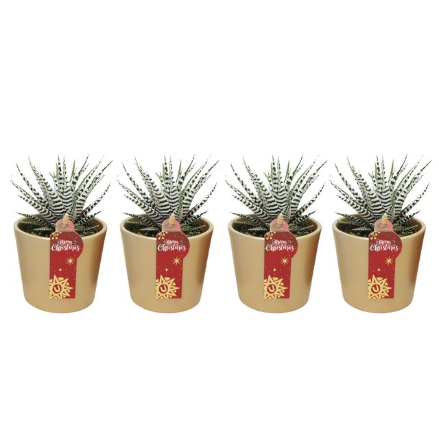 Picture of HAWORTHIA FASCIATA IN XMAS CERAMIC GOLD