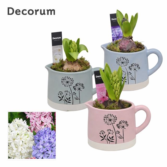 Picture of Hyacinthus 01bulb ceramic jug dandelie