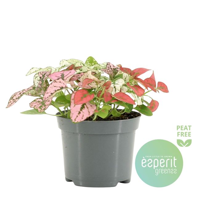 Picture of HYPOESTES CONFETTI