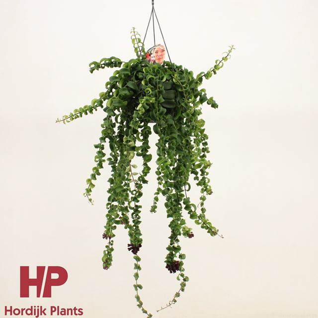 Picture of AESCHYNANTHUS RASTA IN HANGING BASKET