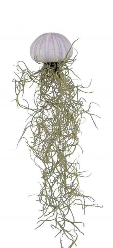Picture of TILLANDSIA SHELL 