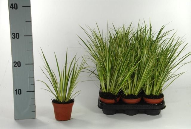 Picture of Acorus calamus variegatus