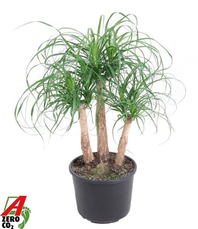 Picture of Beaucarnea recurvata branched