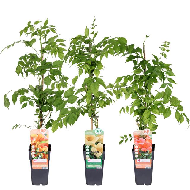 Picture of Campsis mix