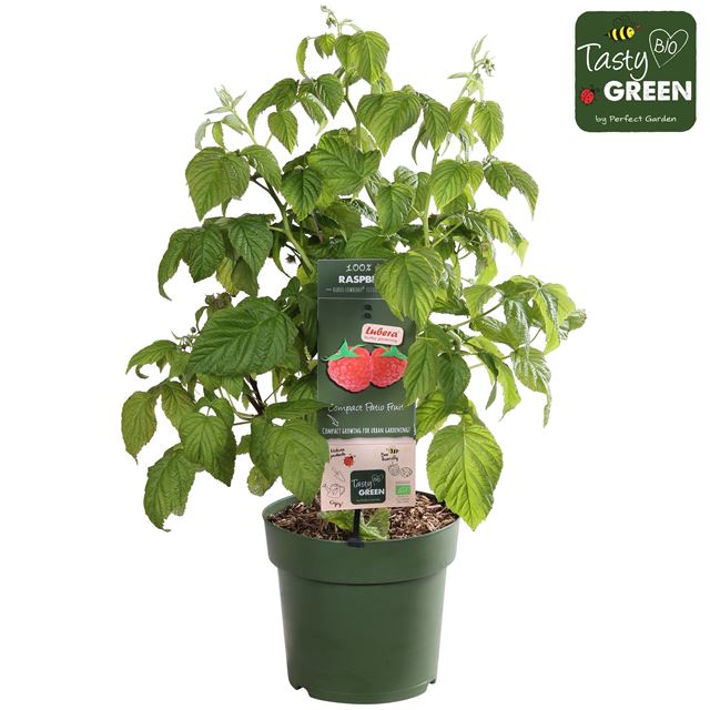 Picture of Rubus idaeus little sweet sister