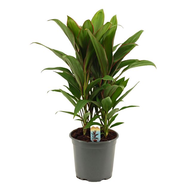 Picture of CORDYLINE FRUTICOSA 03PP GERALDO