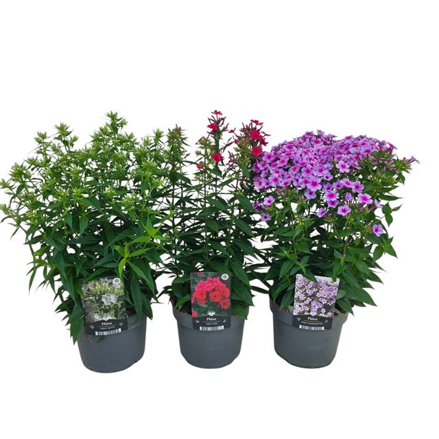 Picture of Phlox paniculata mix