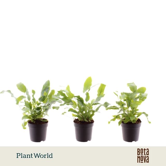 Picture of Phlebodium aureum blue star