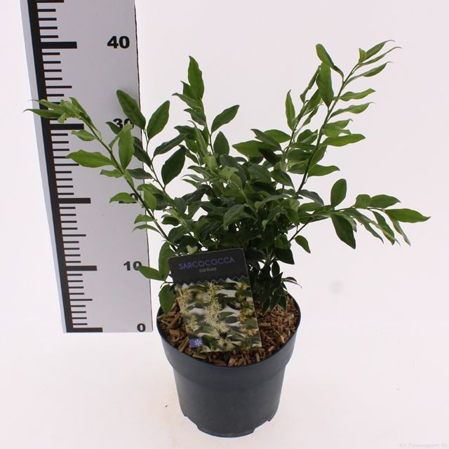 Picture of Sarcococca confusa