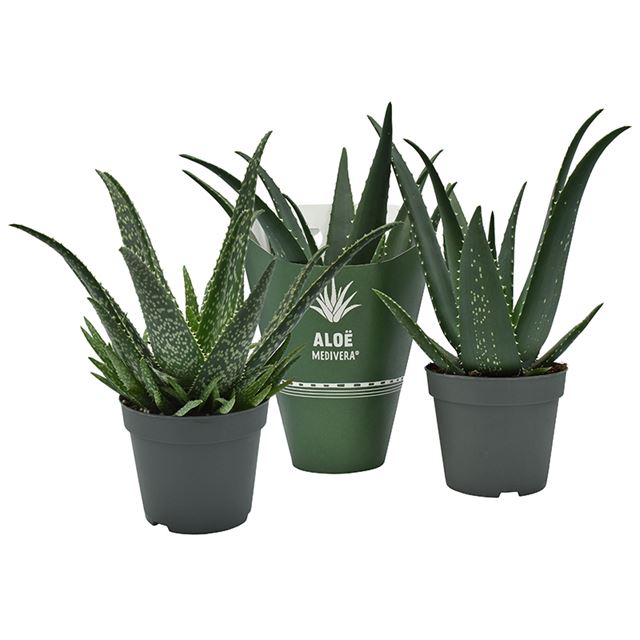 Picture of ALOE MEDIVERA MIX