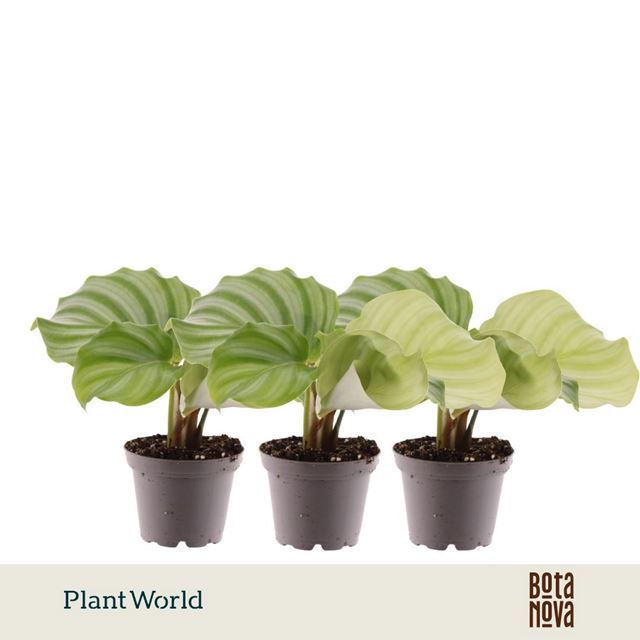 Picture of Calathea orbifolia