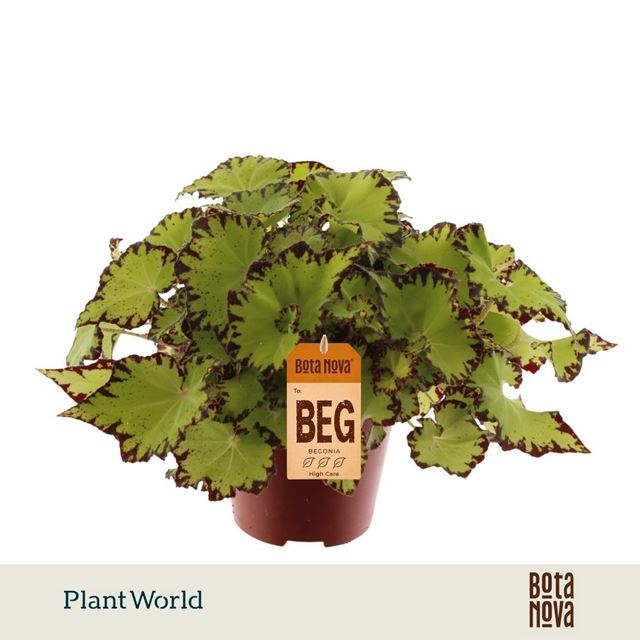 Picture of Begonia rex jive