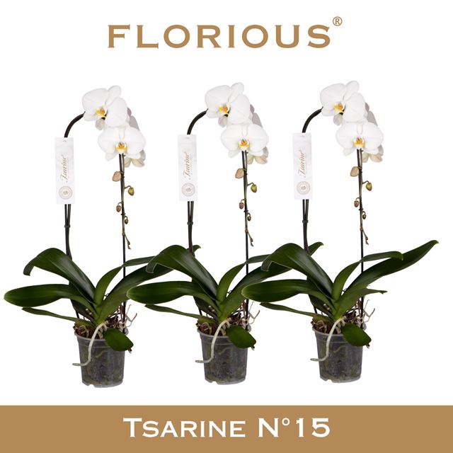 Picture of Phalaenopsis 01-stem cascade tsarine white