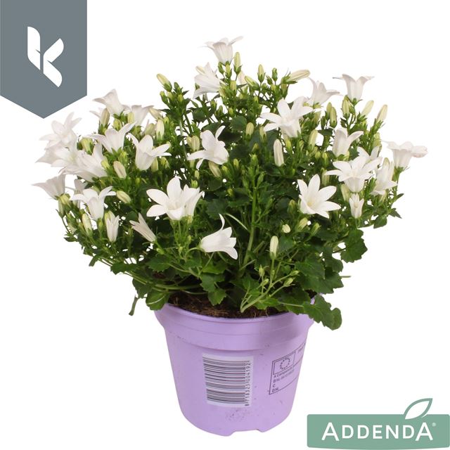 Picture of CAMPANULA AMBELLA WHITE IN PURPLE POT