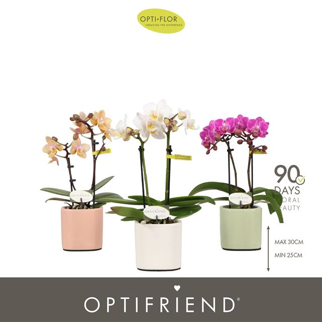 Picture of Phalaenopsis 02-stem optifriend mix in ceramic