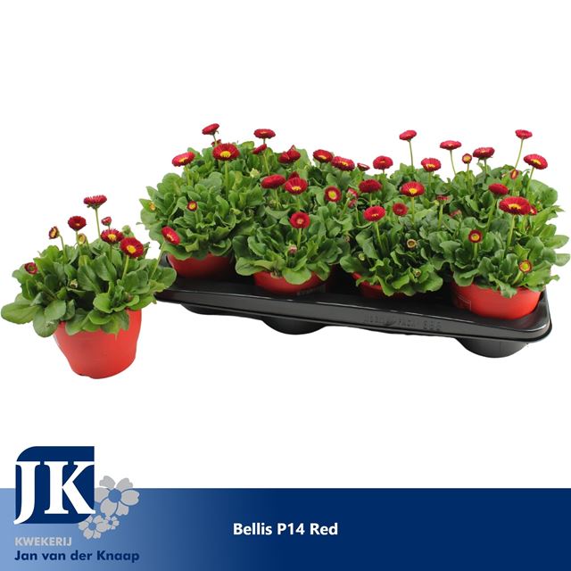 Picture of Bellis perennis red in red pot