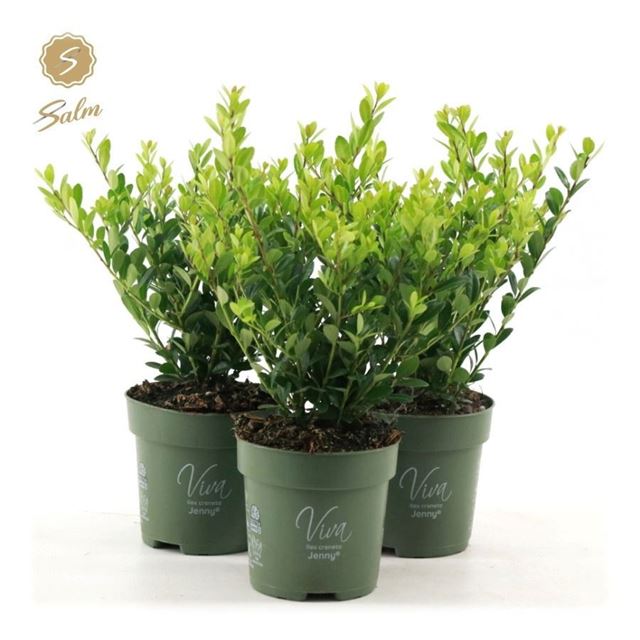 Picture of Ilex crenata jenny
