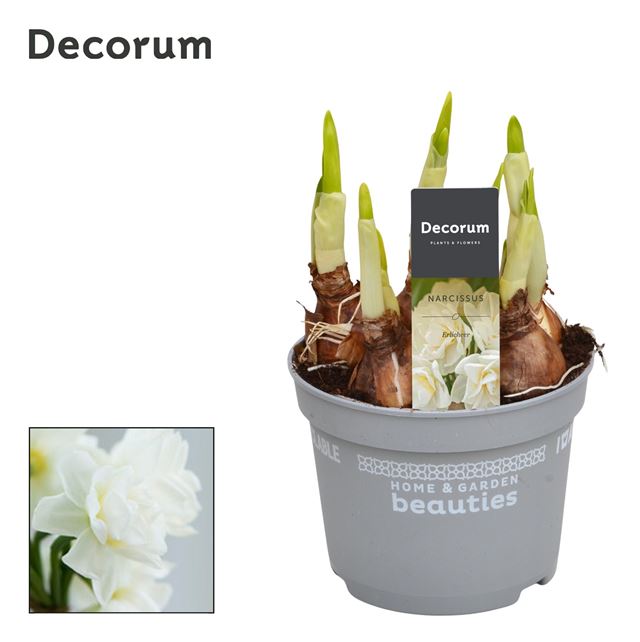 Picture of NARCISSUS ERLICHEER