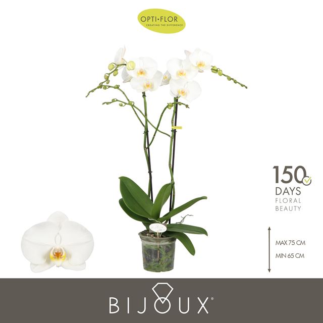 Picture of Phalaenopsis 02-stem bijoux crystal