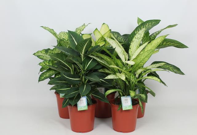 Picture of DIEFFENBACHIA MIX