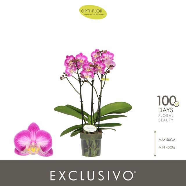 Picture of Phalaenopsis 03-stem exclusivo cupido
