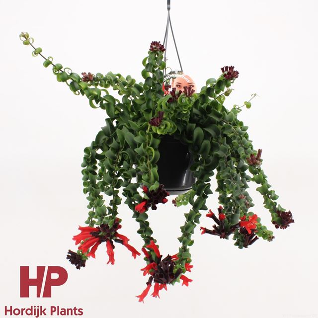 Picture of AESCHYNANTHUS RASTA IN HANGING BASKET