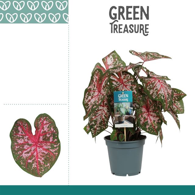 Picture of CALADIUM PINK