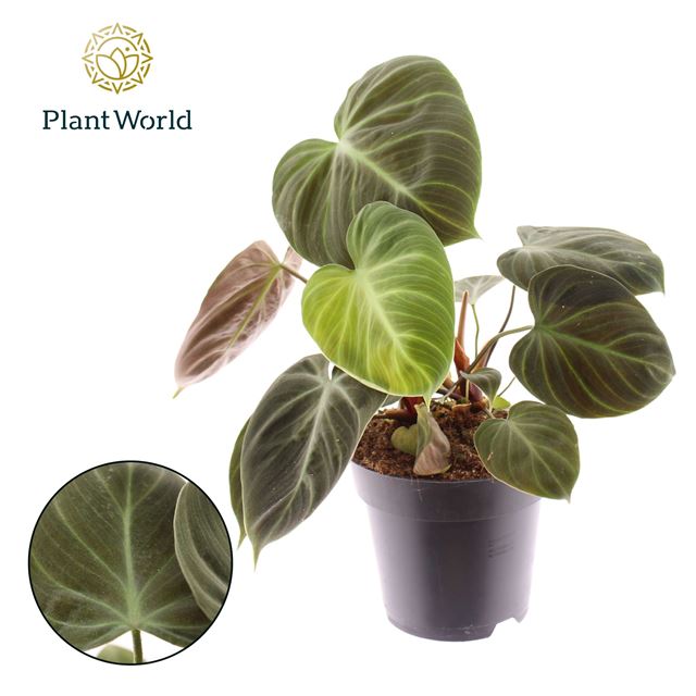Picture of PHILODENDRON CHOCO RED