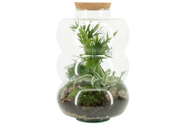Picture of TERRARIUM