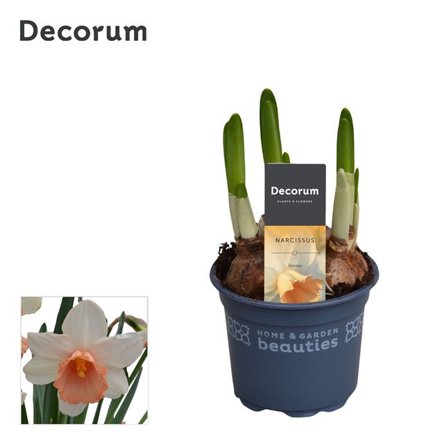 Picture of Narcissus iwona