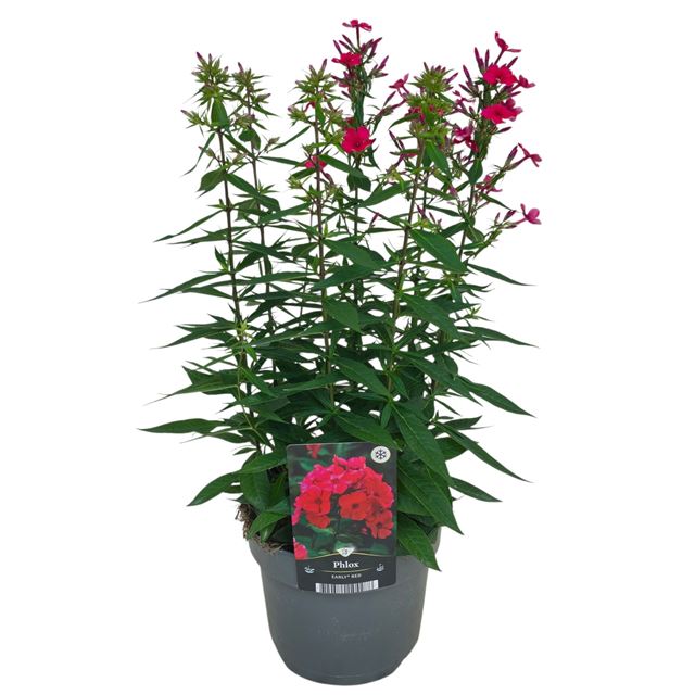 Picture of Phlox paniculata early red