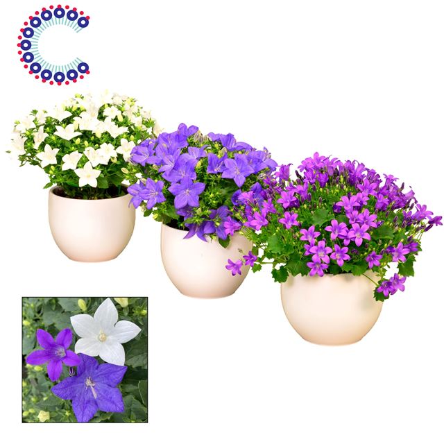 Picture of Campanula mix in ceramic