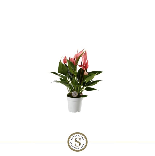 Picture of Anthurium andraeanum lilli