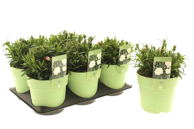 Picture of Dianthus oscar white