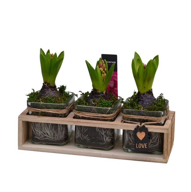 Picture of HYACINTHUS 03BULBS WOOD+GLASS TRIO