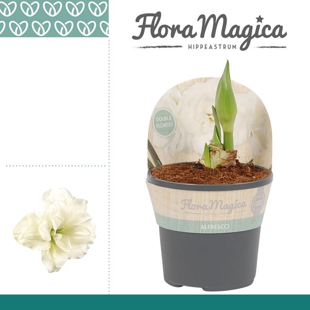 Picture of HIPPEASTRUM 02-FL ALFRESCO DOUBLE WHITE