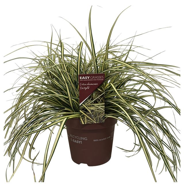 Picture of Carex oshimensis evergold