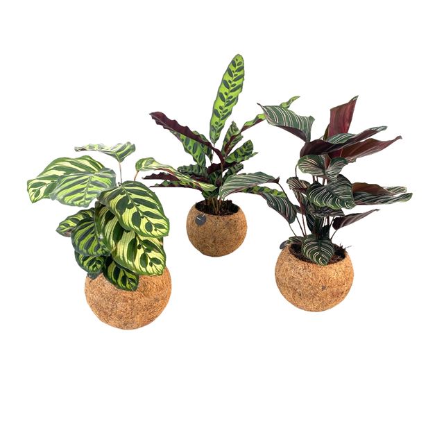 Picture of KOKODAMA CALATHEA MIX (NO STRING)