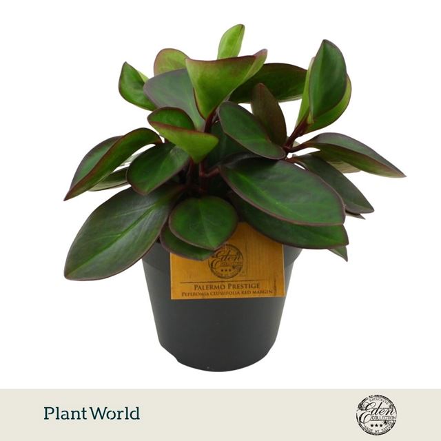 Picture of Peperomia clusiifolia red margin