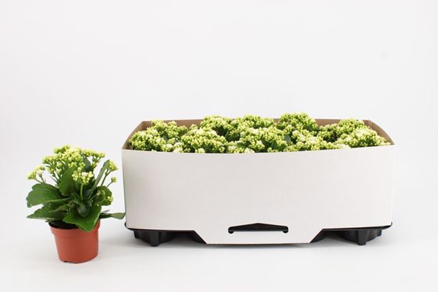 Picture of Kalanchoe double white
