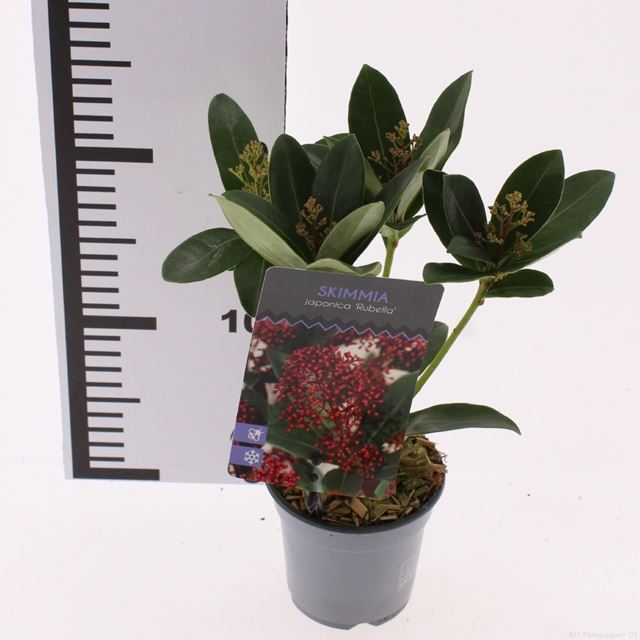 Picture of Skimmia japonica rubella 03+fl